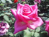 Vind trandafiri foto 1