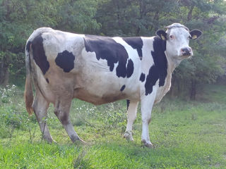 Cumpar animale : Vaci Buhai Junci Cai Cirlani Oi Capre  ! закупаем:коров быков лошадей телок! foto 8