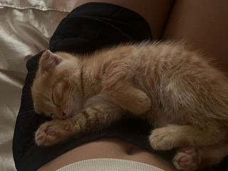 Scottish fold foto 5