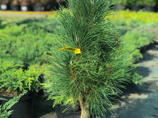 Pinus foto 8