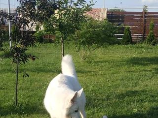 Белая Швейцарская Овчарка (продается щенок) foto 10