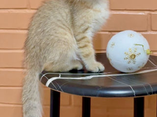 Golden kitten British shorthair foto 2