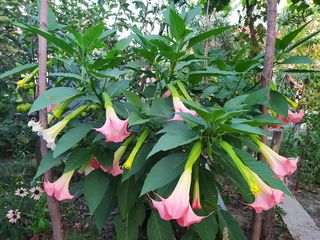 Бругмансия ароматная.( Brugmansia suaveolens) Труба ангела.(Граммофон цветок) Бругмансия душистая.. foto 10