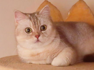 British shorthair golden tabby (ny 24) foto 6