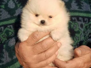 Mini spitz pomeranian