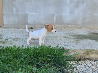 Jack Russel foto 4