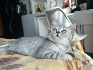 Chinchila British shorthair