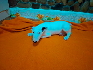 Bull Terrier