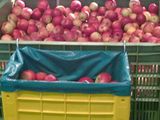 Containere pentru mere/ceapa/cartofi/prune/struguri - Пластиковые контейнеры foto 9