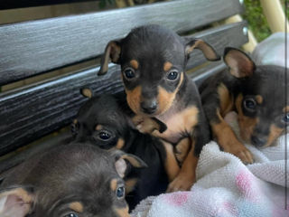 Mini Pinscher foto 1