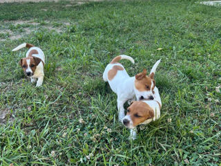 Jack Russell Terrier foto 8