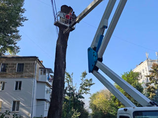 Taierea/defrisarea/aranjarea copacilor, amenajarea coroanei! Avem in dotare mașini Autoturn! foto 13