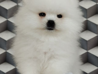 Pomeranian spitz foto 1