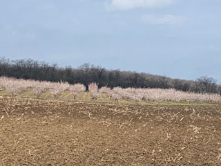 Negociabil .Teren agricol 48 ha , cu lac ( iaz ) spre vinzare . foto 5