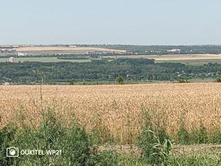 Urgent teren agricol extravilan Bubuieci 16 ari , preț negociabil foto 2