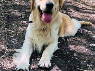 Împerechere Golden Retriever