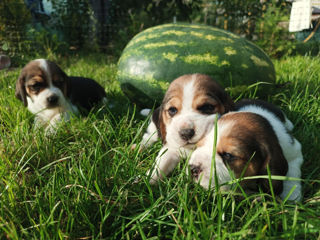 Beagle foto 4