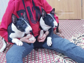 Bull Terrier Standart foto 1