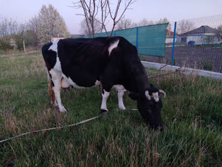 Vînd vacă bună de lapte!!! foto 1
