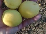 продам абрикосы ..ананасовые и краснощеки foto 3
