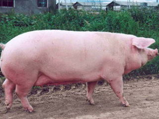 Продаются свиньи / Vindem porci
