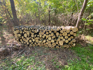 Vind lemn de foc specii tari stejar salcim în amestec foto 1