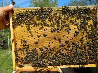 Продам пчелосемьи 200 леев рамка
