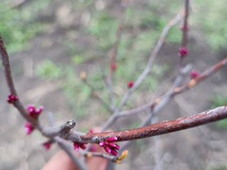 Церцис европейский (Cercis siliquastrum) foto 6