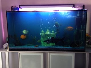 Curatenie in akvarium !!! чистый аквариум !!! изготовление, ремонт !!! foto 4