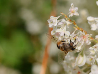 Sigma 150mm f/2.8 EX DG APO HSM Macro (Canon) фото 3