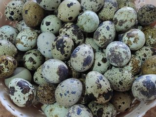 Ouă de prepeliță pentru incubator