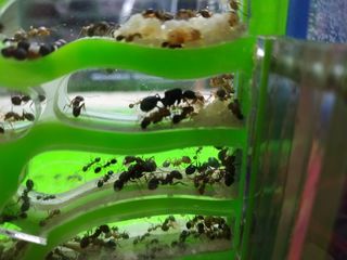 Большой ассортимент видов муравьев,Формикарии для муравьев, декорации для формиков, корм для мурашей foto 4
