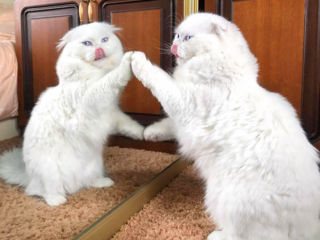 Împerechere cu renumitul motan Macho scottish fold alb, cu ochi albaștri. Deținător de Pedigree foto 10