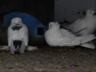 Vând hulubi, rasa uriaș unguresc / продаю голубей породы венгерский великан. foto 9