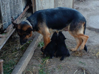 Vând 4 Căței mama e Germană tata e Belgian foto 3