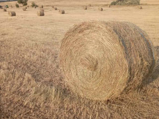 Продам тюки луговое сено с поля