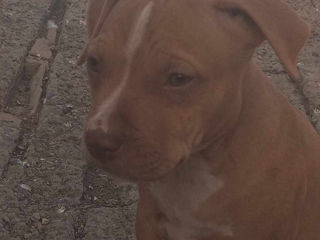 Vind Urgent"cățeluș rasă Pură Pit Bull Red Nose foto 4