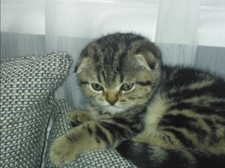 Scottish fold foto 2