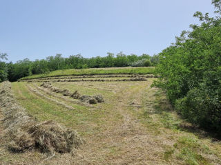 Fîn de pădure foto 3