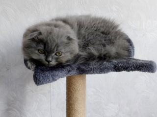 Pisic Scottish fold long hair