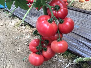 Semințe de tomate roz Sakata foto 4