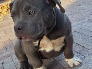 American bully foto 5