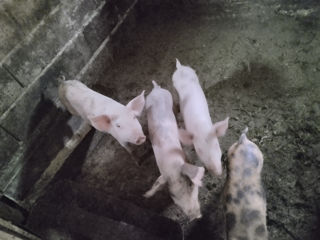 Красивые свинки  15 .  До 20 .кг.