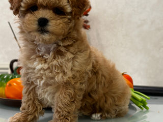 Шикарные правильные мальтипу Ф1! С хорошей генетикой. Maltipoo