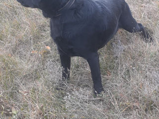 Labrador foto 3