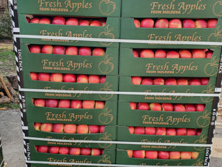 Продается яблоки Айдаред на экспорт/Se vind mere Idared la export. foto 2