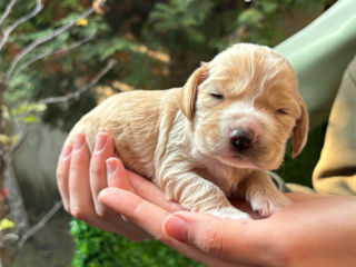 Cățeluși de rasă, cocker spaniel foto 2