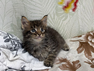 Котята Майн Кун , ищут семью фото 2