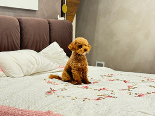 Toy poodle foto 3