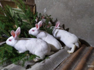 Чистопородные кролики.Продам самцов и самок Панон на племя в Бельцах